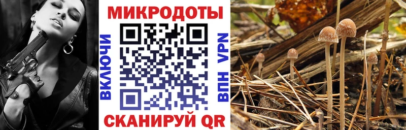 купить  цена  Свободный  Псилоцибиновые грибы Psilocybe 